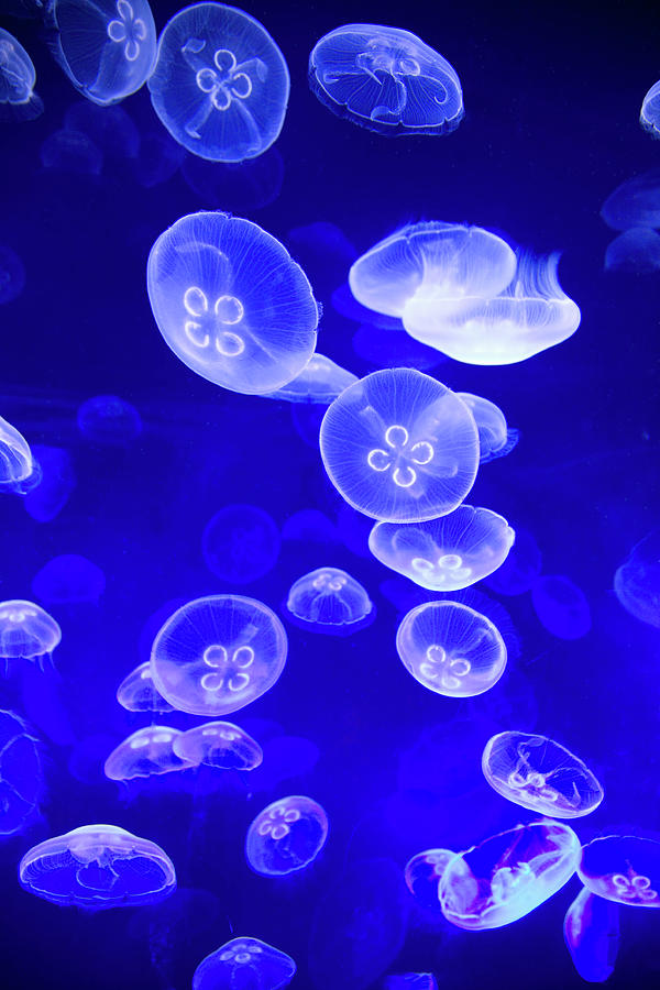 Jellyfish In Tank At Oceanografic Photograph by David Tomlinson - Fine ...