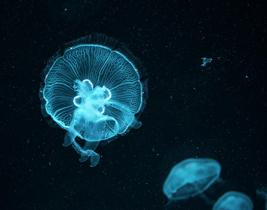Jellyfish In The Darkness Photograph by Gail Shotlander