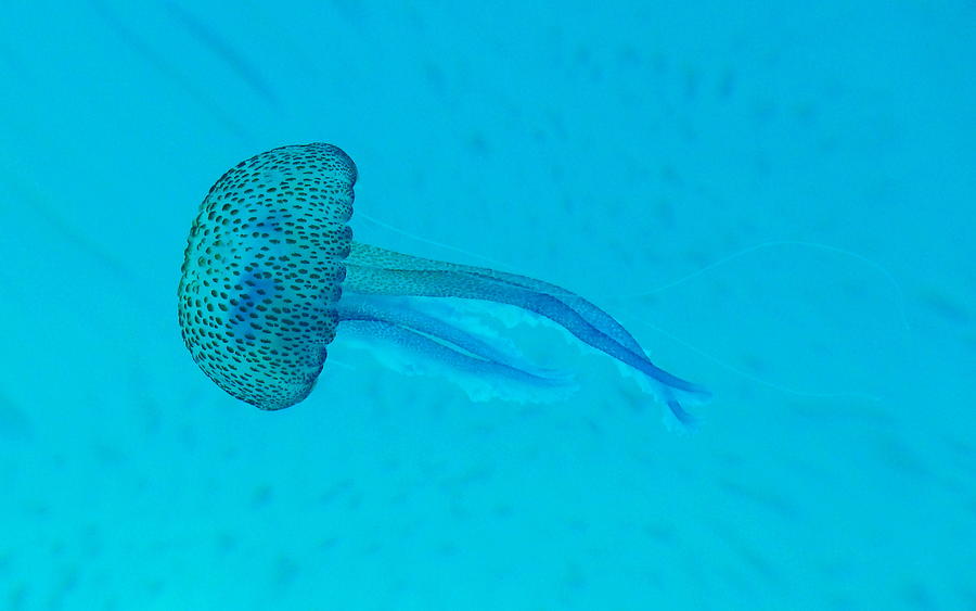 Jellyfish In Wild Photograph by Sir Francis Canker Photography Jellyfish In Wild Photograph by Sir Francis Canker Photography
