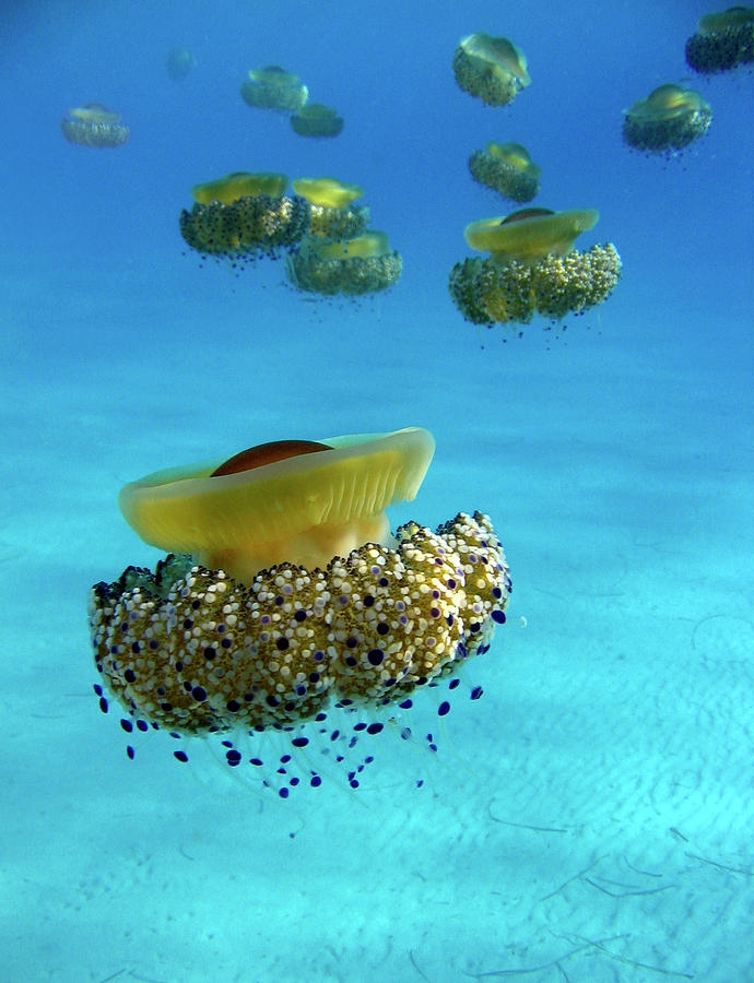 Jellyfish Invasion Photograph by Luca Sgualdini