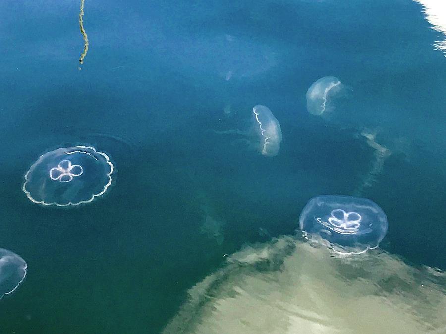 Boat Photograph - Jellyfish Invasion by Norma Brock