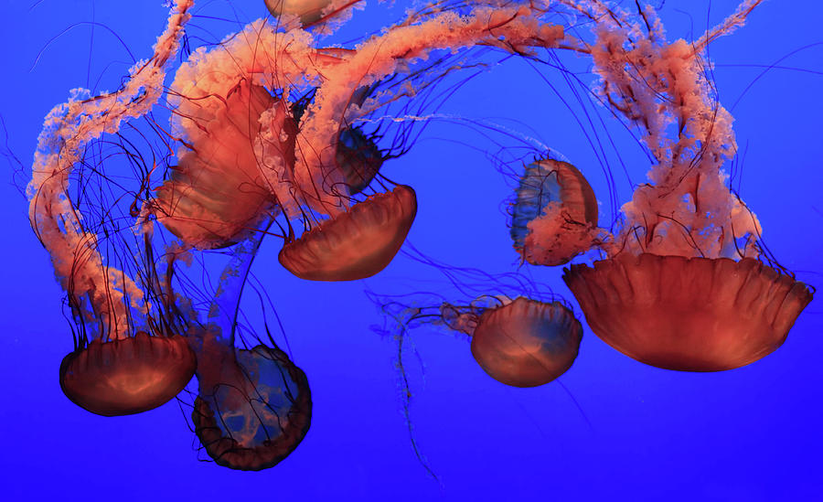Underwater Photograph - Jellyfish by Ionut Iordache