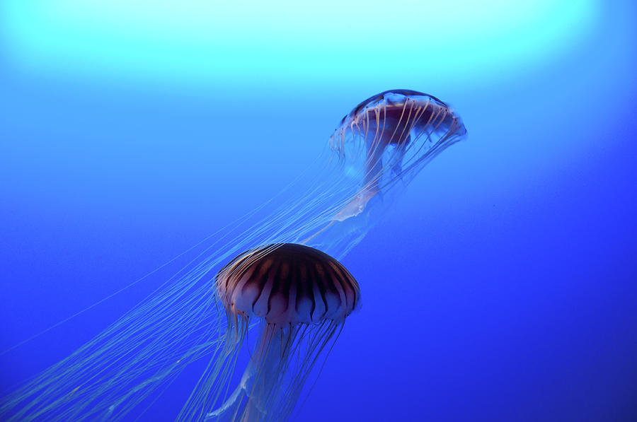 Jellyfish Photograph by Jasonlingo