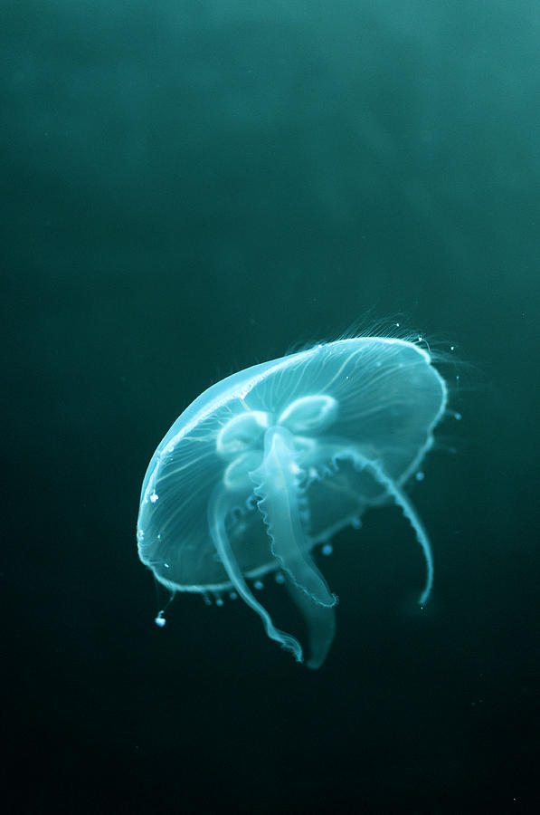 Jellyfish Photograph by Jordi Moya Photo