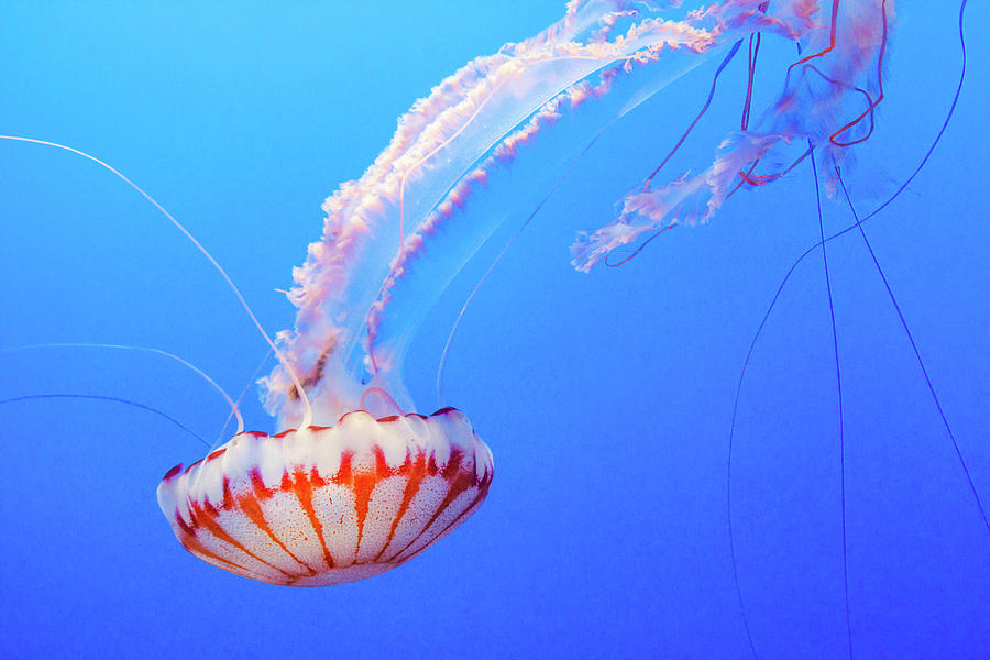 Jellyfish Joy Photograph by Bonnie Follett