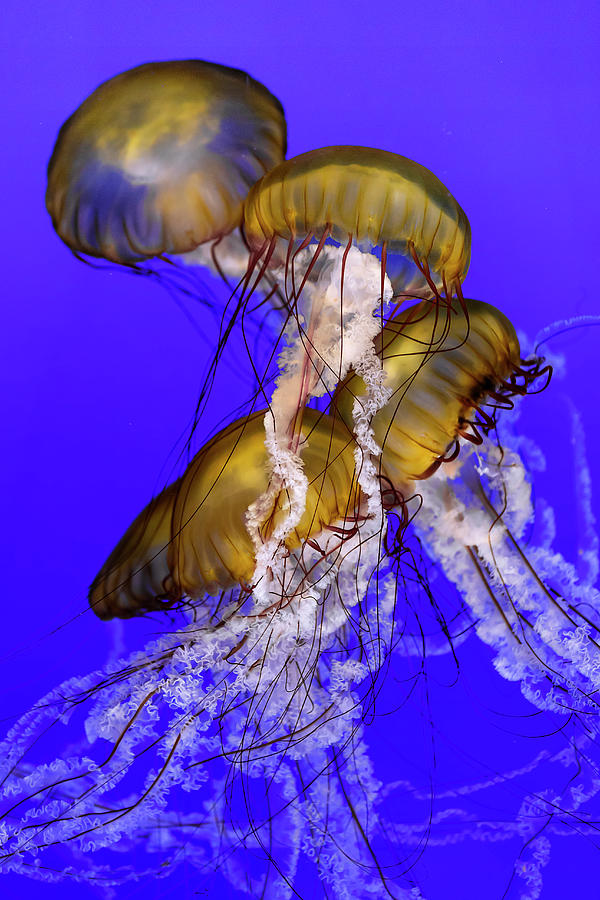 Jellyfish Jumble Photograph by Wes and Dotty Weber