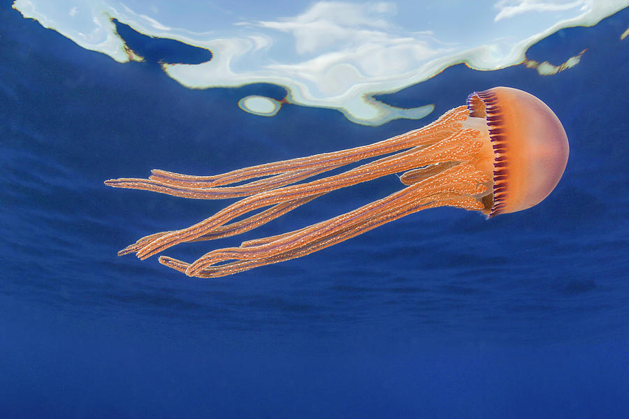 Jellyfish Juvenile, Drifting Near The Surface, Hawaii, Pacific Ocean