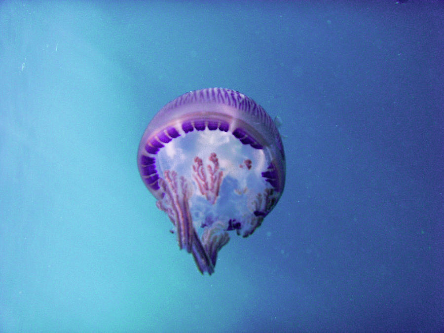 Jellyfish Photograph by K.s.-j.s.