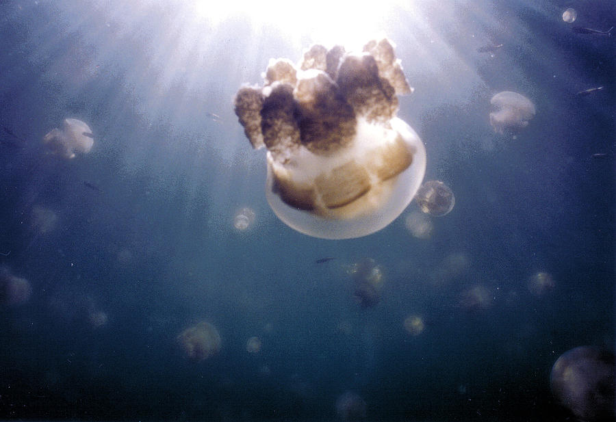 Jellyfish Lake, Palau Photograph by Daryl Ho