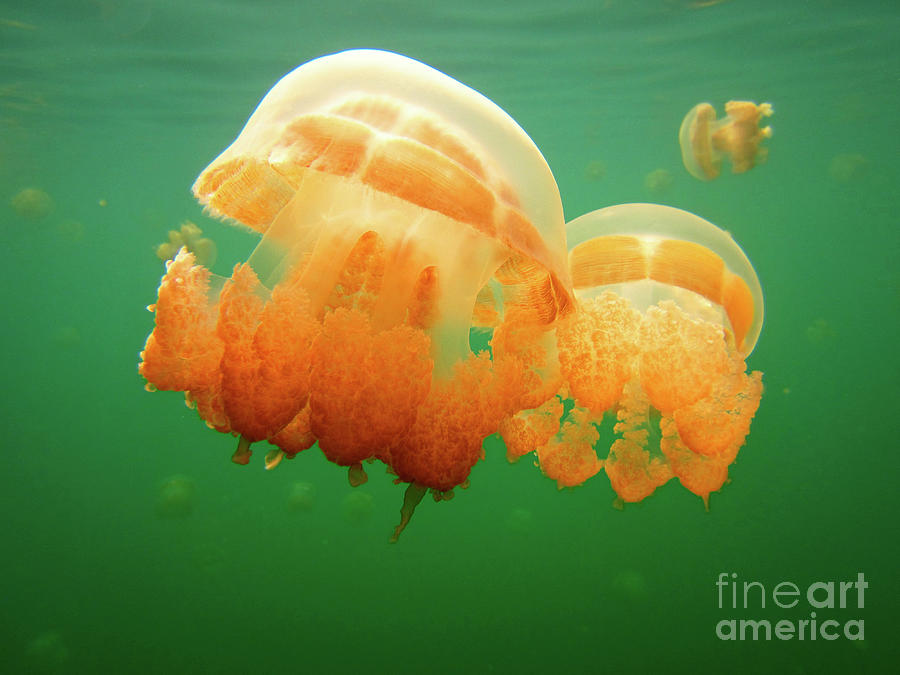 Jellyfish Love Photograph by Becqi Sherman Jellyfish Love Photograph by Becqi Sherman
