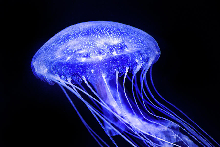 Jellyfish Macro Photograph by Don Johnson
