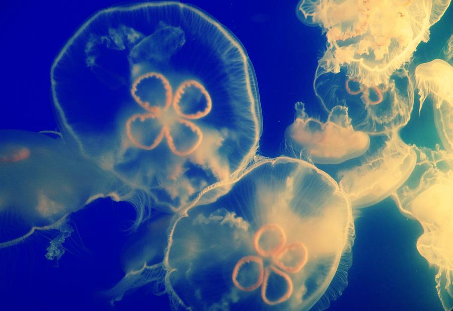Jellyfish Photograph by Magictreephoto