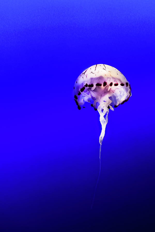 Jellyfish Photograph by Mardis Coers