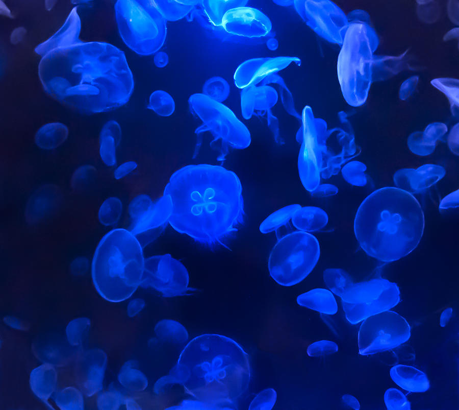 Jellyfish Photograph by Maria Aiello