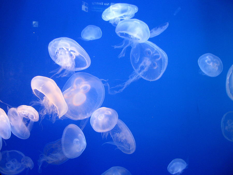 Jellyfish Photograph by Mona Kumar