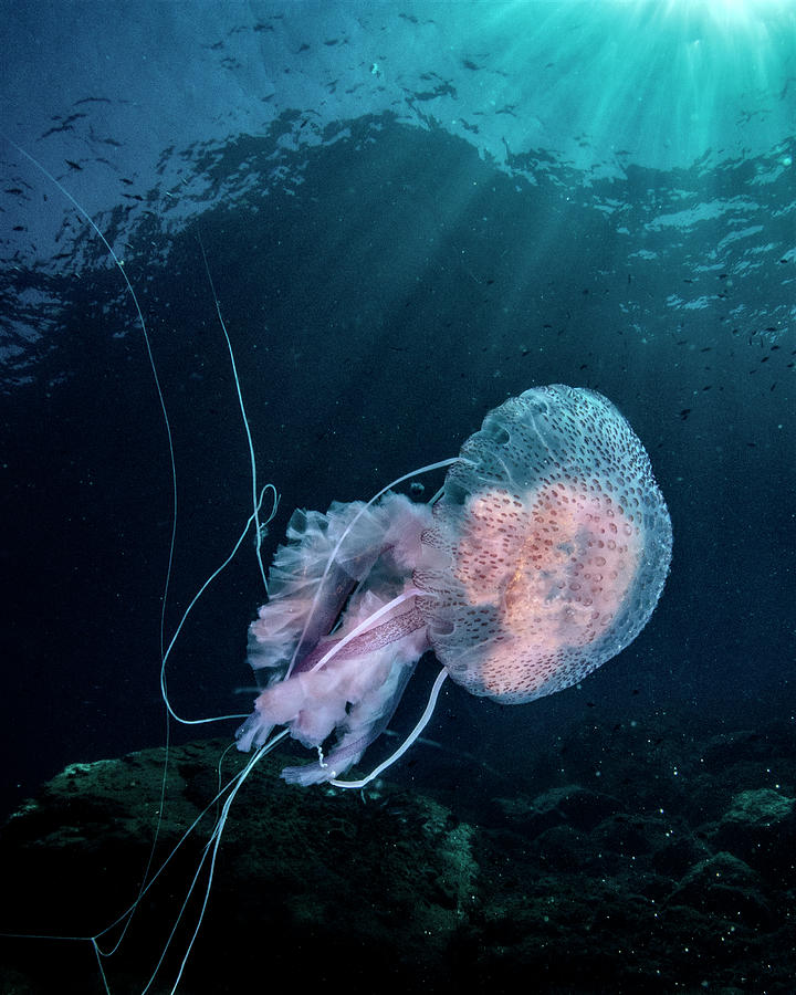 Jellyfish Noctiluca Pelagia Photograph by © Francesco Pacienza