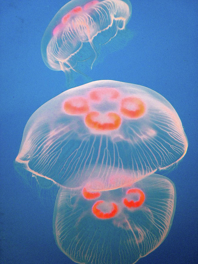 Underwater Photograph - Jellyfish On Blue by Sally Crossthwaite