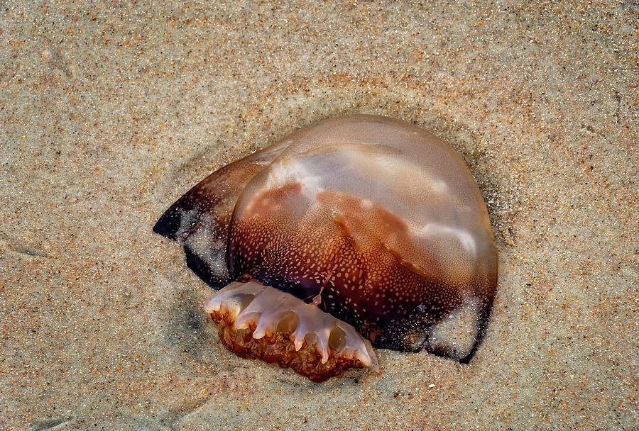 Jellyfish On The Beach Photograph by Tom Singleton
