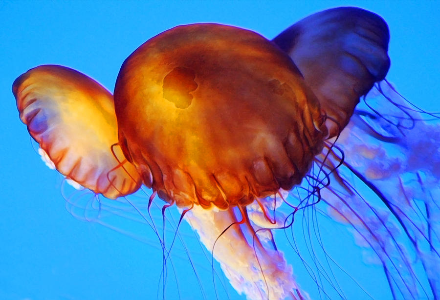 JellyFish Paintography Digital Art by Anthony Jones