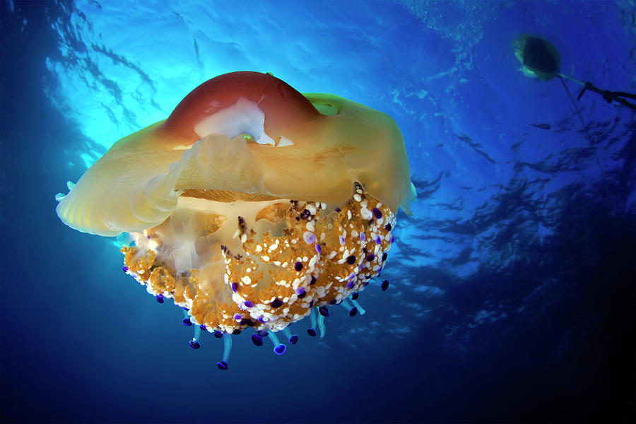 Jellyfish Photograph by Photosub Images