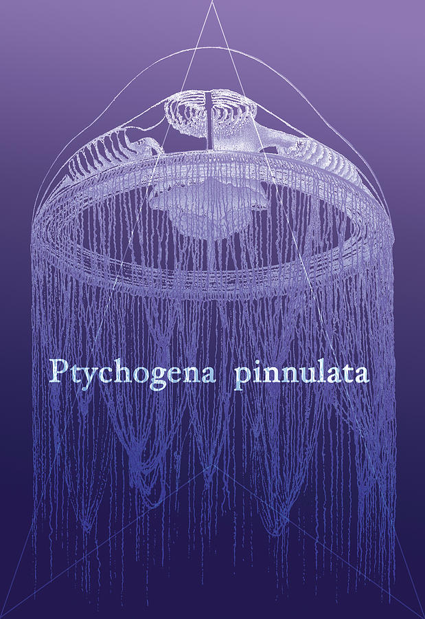 Jellyfish Painting - Jellyfish: Ptychogena Pinnulata by Ernst Haeckel