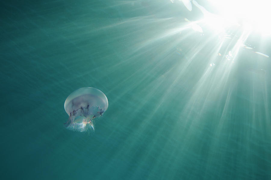 Jellyfish Photograph by Sameh Wassef