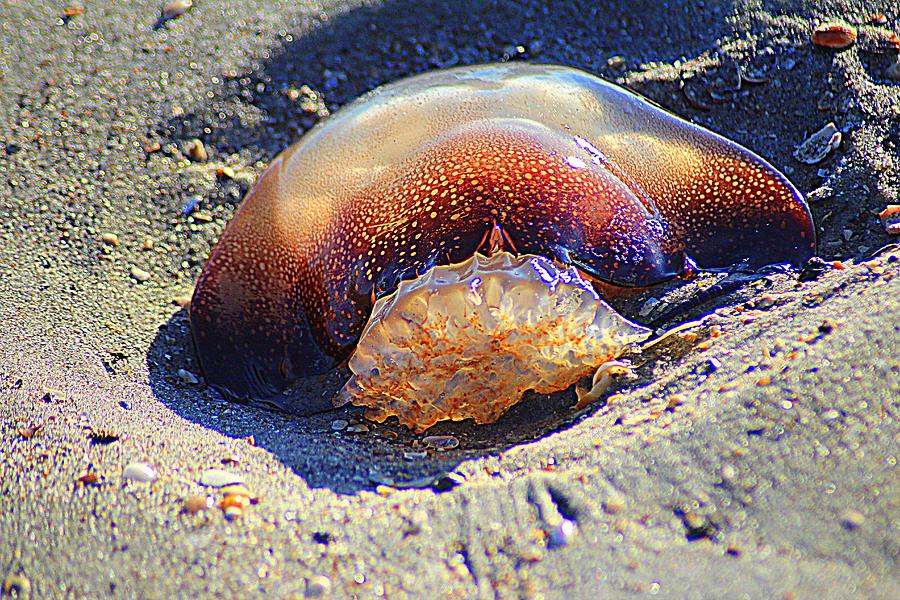 Jellyfish Stuck In The Sand Photograph by Cynthia Guinn