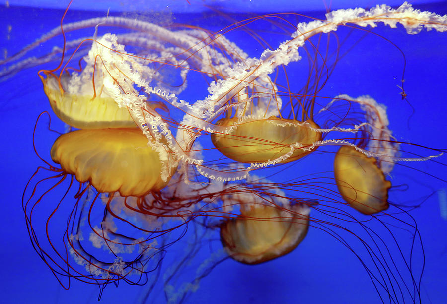 Jellyfish Swim in a Giant Spherical Tank Photograph by David W Cerny ...