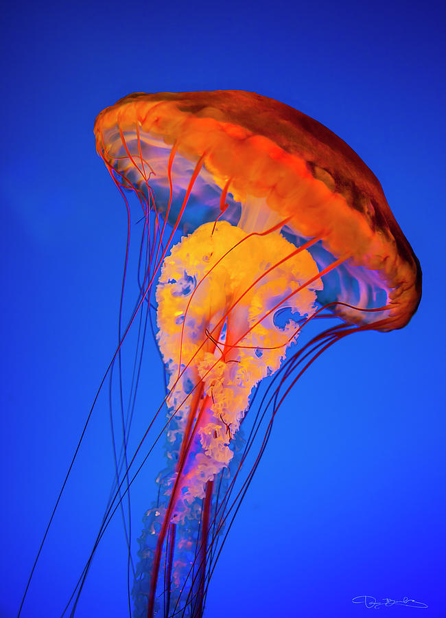 Retro Full Coverage Swimming Costume. Deep Sea Jellyfish on Blue
