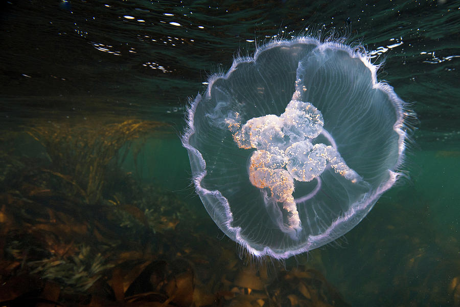 Wildlife Digital Art - Jellyfish Swimming Underwater by George Karbus Photography