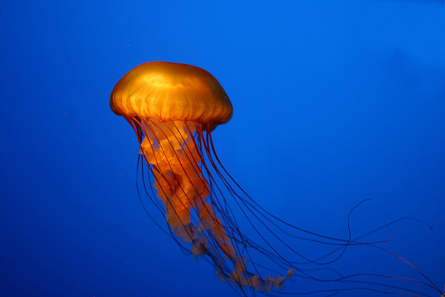 Jellyfish Photograph by Toddsm66