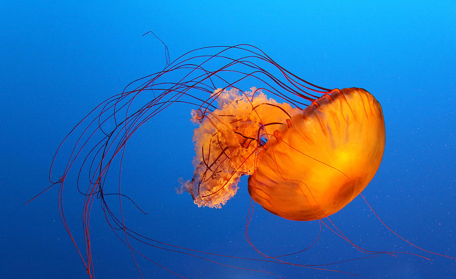 Animal Photograph - Jellyfish by Viviana Singh