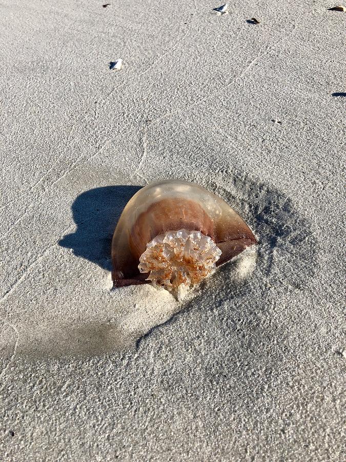 Jellyfish Washed Up on the Beach Photograph by Dennis Schmidt