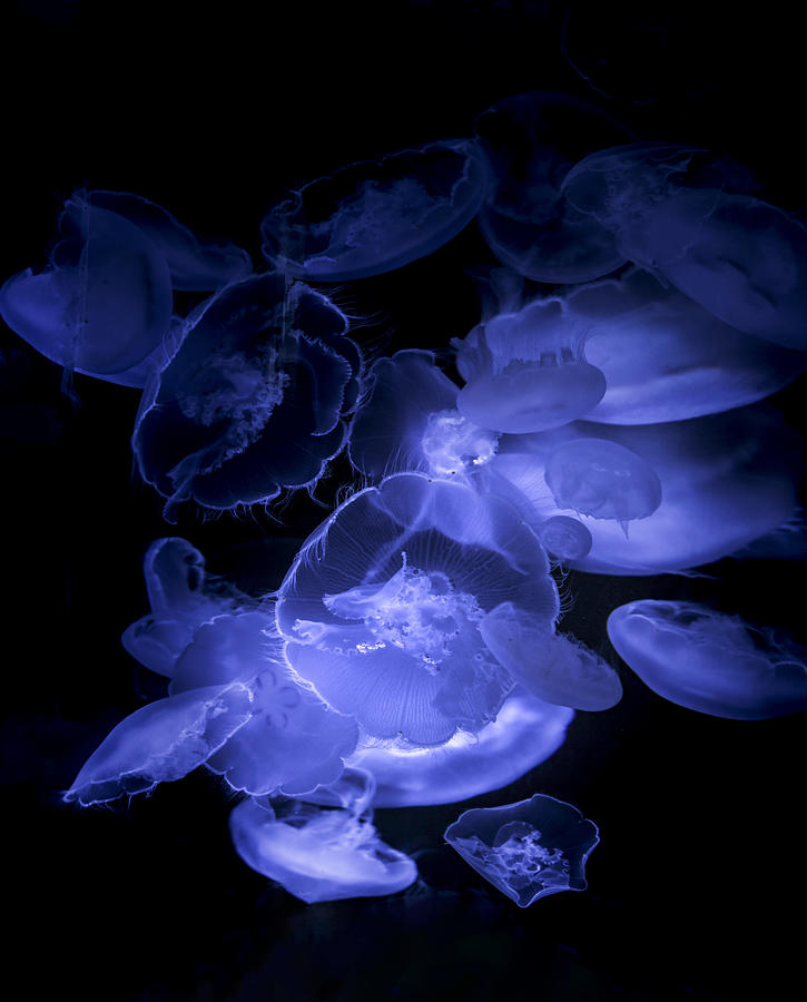 Jellyfish Photograph by Wei (david) Dai