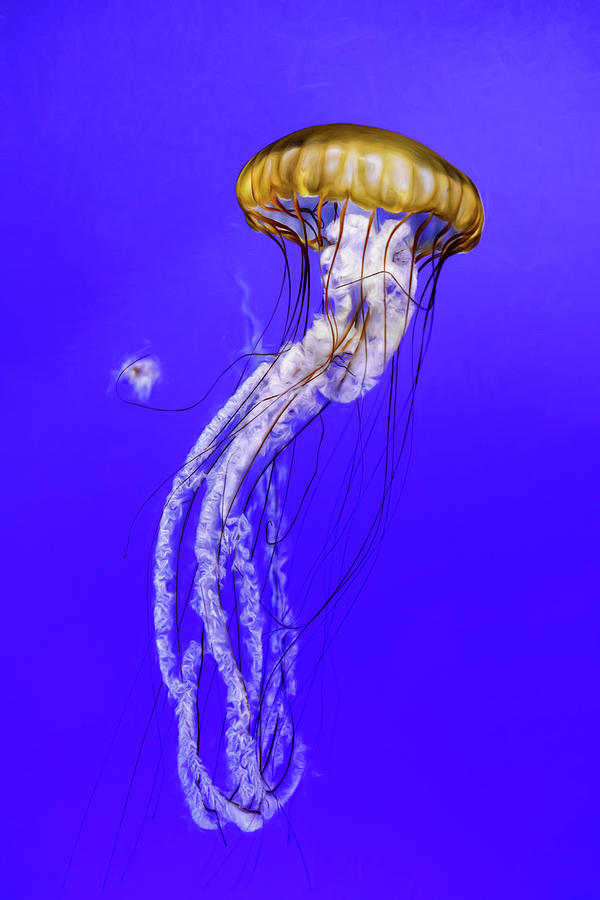 JellyFish Photograph by Wes and Dotty Weber