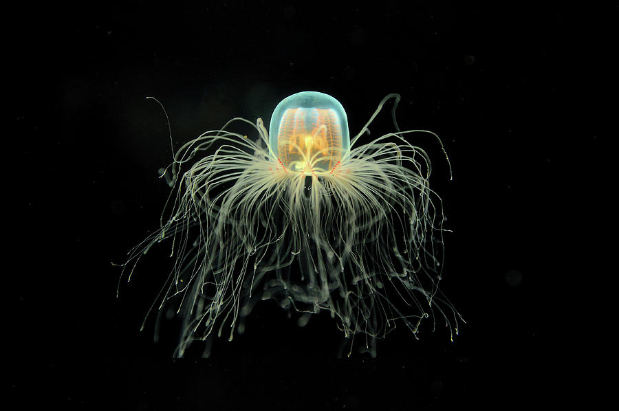 Jellyfish Photograph by Yiming Chen