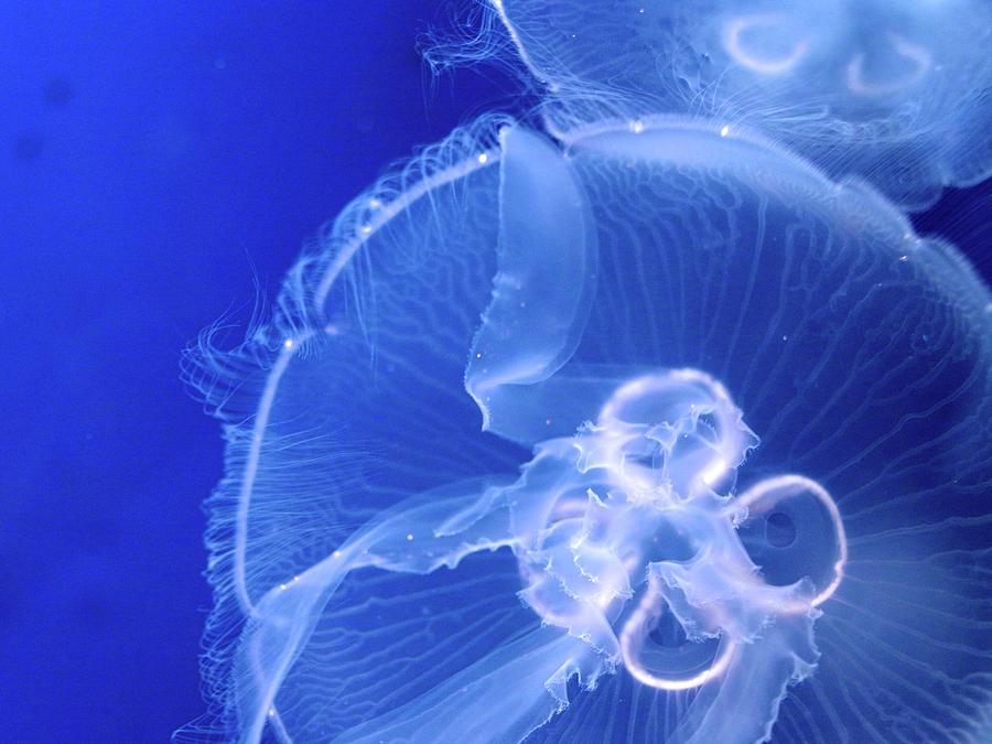 Jellyfish Photograph by Yuki5287