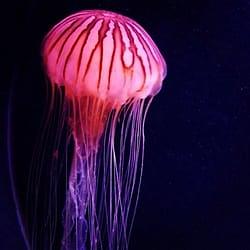 Jellyfish Photograph by Zach Meyer