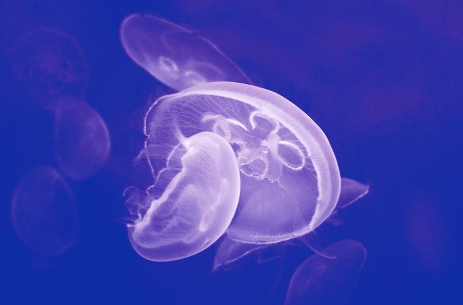 Underwater Photograph - Jellyfishes In Blue by Gret@lorenz