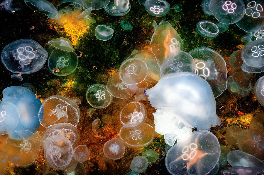 Jellyfish Photograph - Jellyworld by Tuncsuerdas