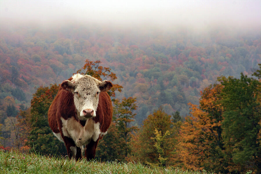 Jenne Farm Cow - Reading, Vermont Photograph by Brett Pelletier