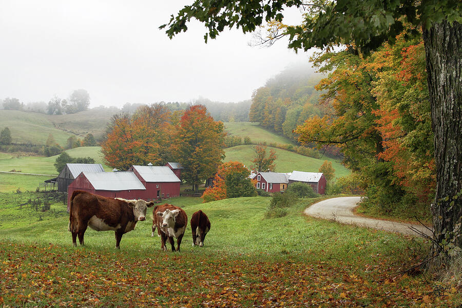 Jenne Farm with Cows - Reading, Vermont Photograph by Brett Pelletier