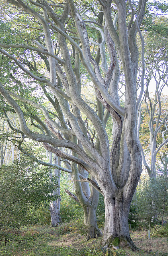 Jennys Tree Photograph by Anita Nicholson Jennys Tree Photograph by Anita Nicholson
