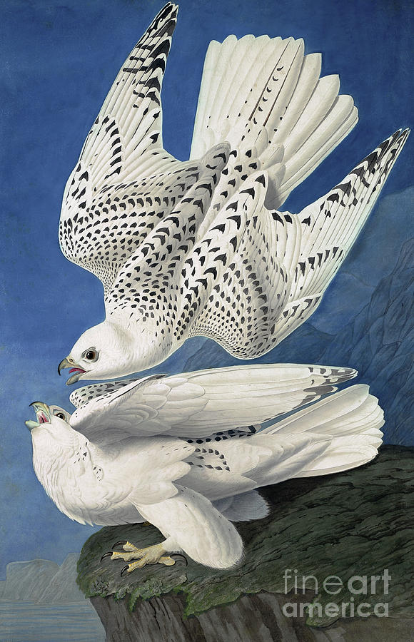 Jer or Iceland Falcon, Falco Islandicus by Audubon Painting by John James Audubon