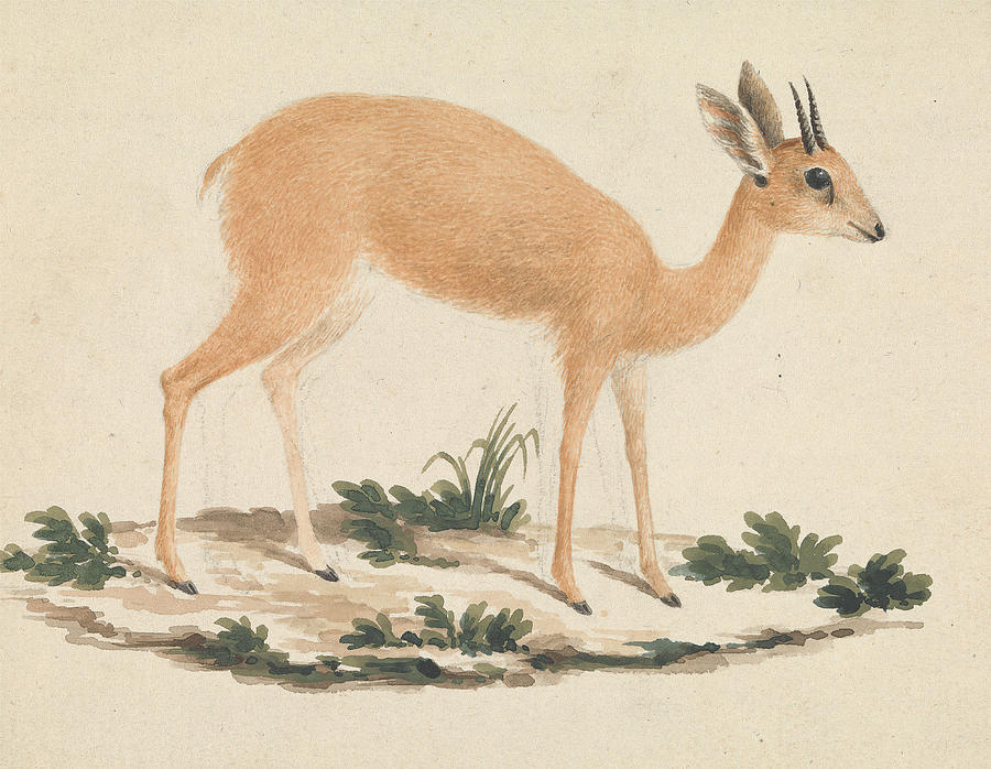 Jerboa, James Bruce, 17301794 Drawing by Artokoloro Jerboa, James Bruce, 17301794 Drawing by Artokoloro