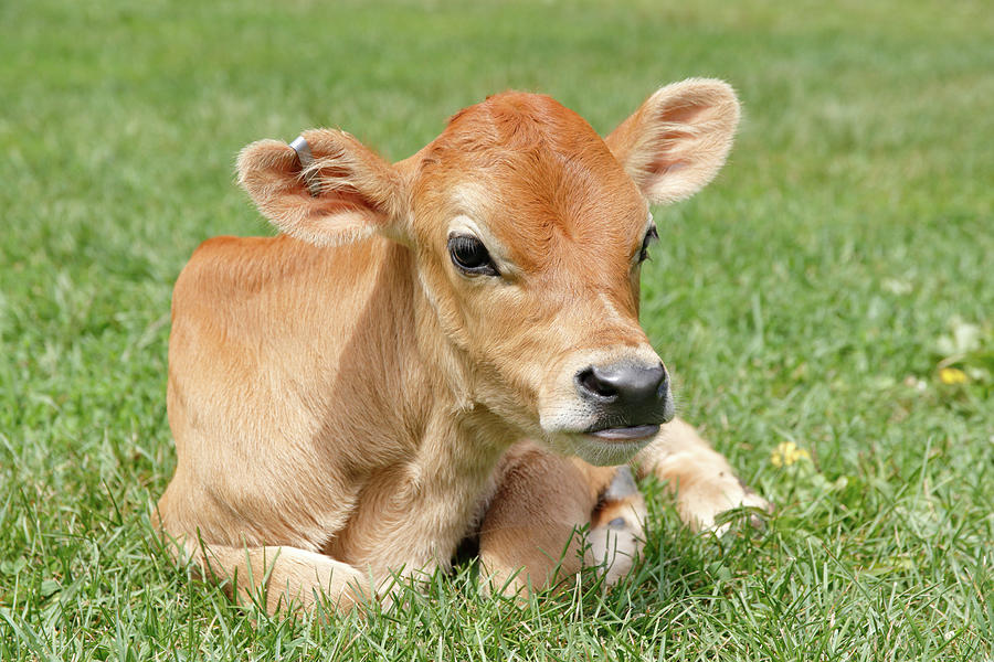 Jersey Cattle Calf - Male Photograph by David Kenny