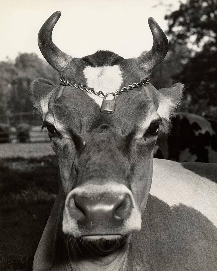 Jersey Cow Photograph by George Marks