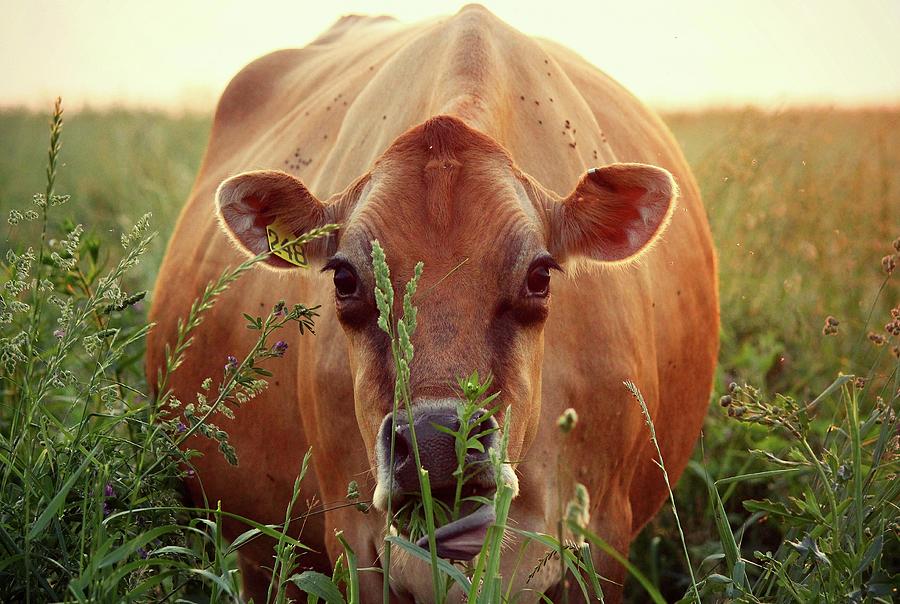 Jersey Cow Grazing Photograph by J. Macneill-traylor