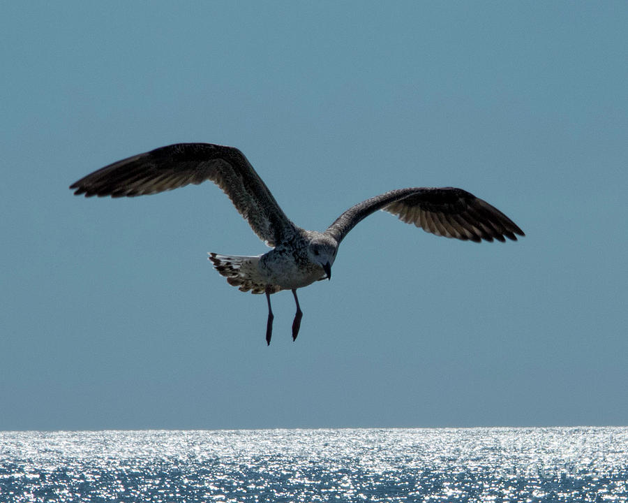 Jersey Gull Photograph by Jeff Ross