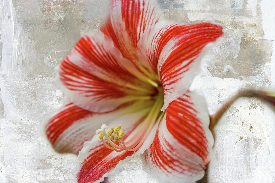 Jersey Lily Photograph by Eva Lechner